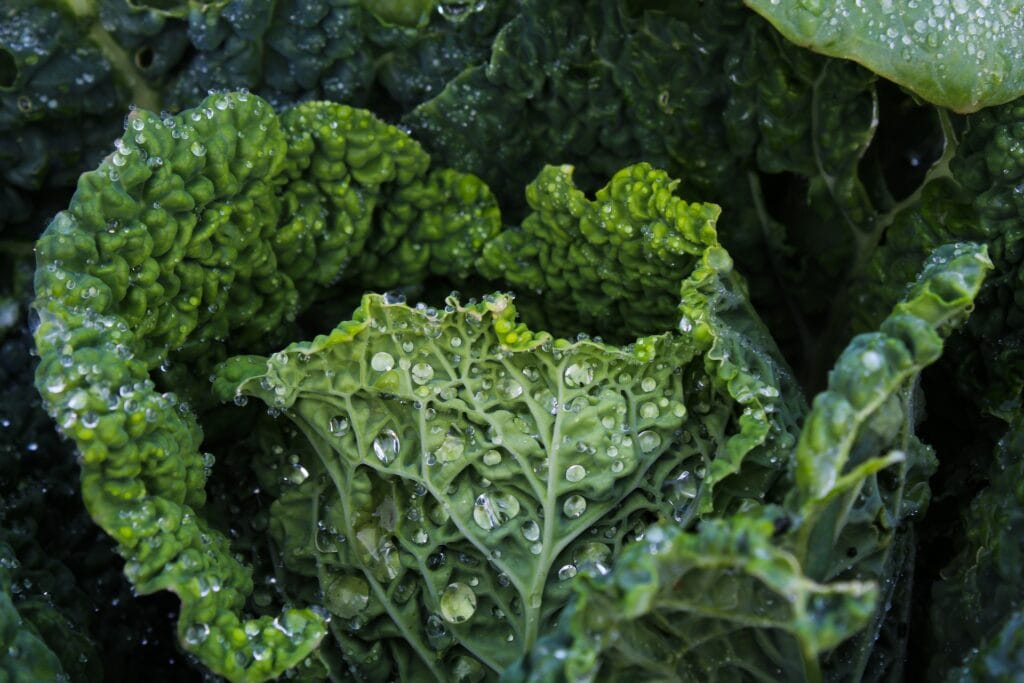 photo of dark leafy greens, which are an excellent source of magnesium for endurance athletes